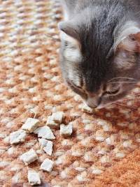 Friandises pour chat faites maison