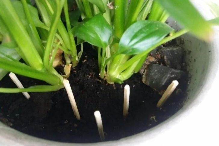 Planter des allumettes dans les pots de plantes
