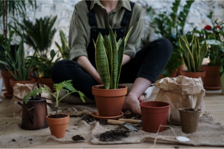 Pourquoi planter des allumettes dans vos pots de plantes ?