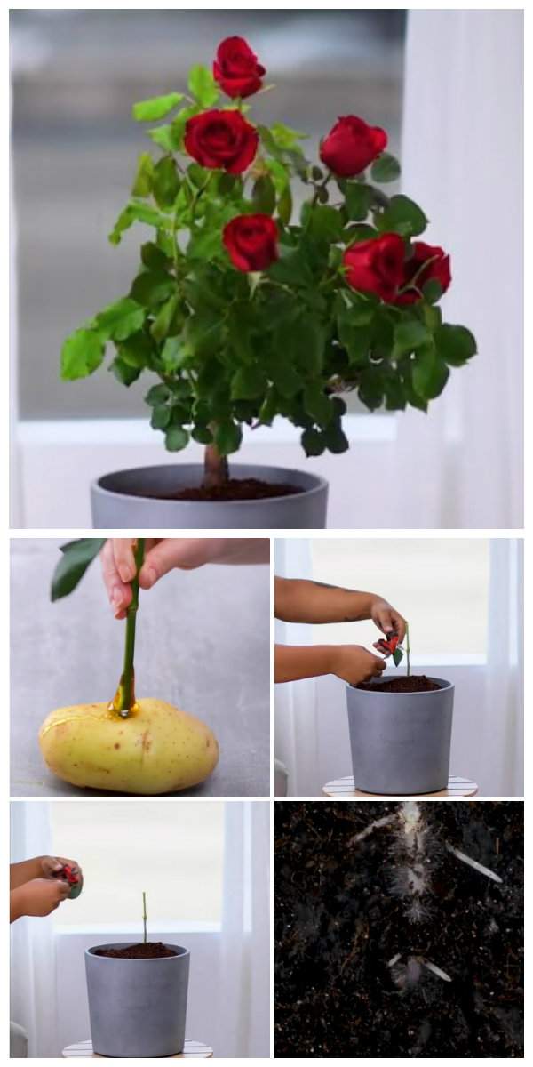Faire pousser un rosier