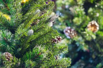 Que faire de mon sapin après Noël