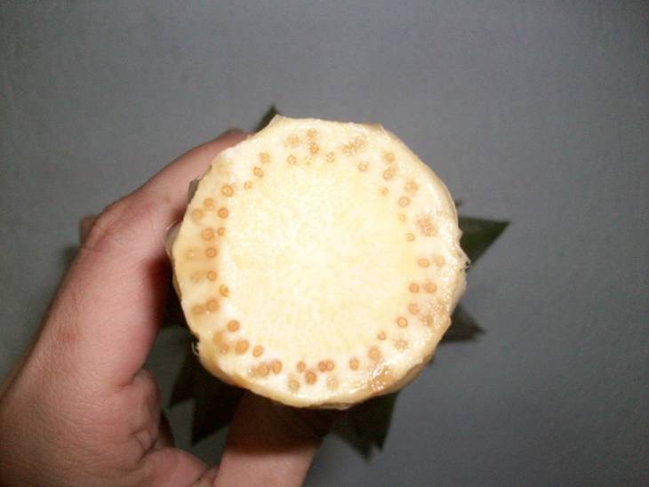 Faire pousser un ananas