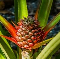 Faire pousser un ananas