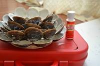 Porte-bougie en coquillages