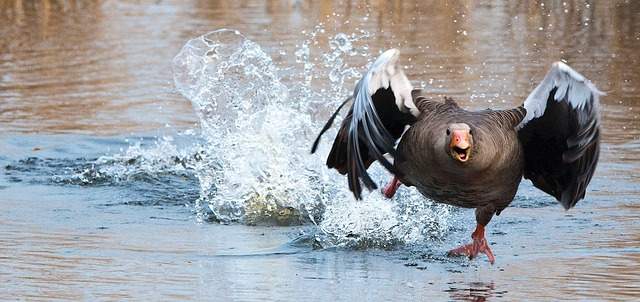 l'oie est un animal agressif et dangereux contrairement à ce qu'on pourrait le croire