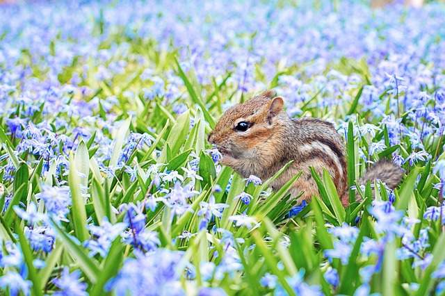 Le tamia et l’écureuil sont de petits animaux qui peuvent être dangereux