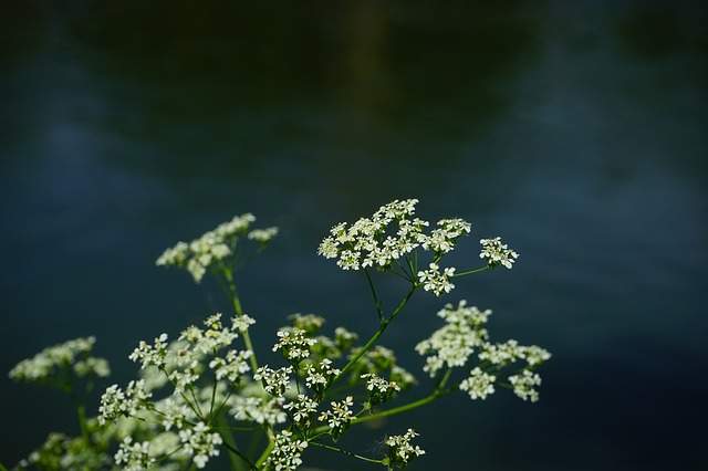 La ciguë aquatique est une plante extrêmement toxique et même mortelle