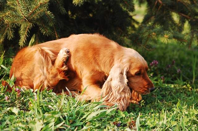 chien qui se gratte parce qu'il a des tiques et des puces