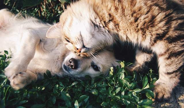 chien et chat heureux sans puces ni tiques 