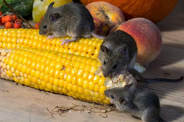 Comment prévenir une invasion de nuisibles et comment réagir quand ça arrive