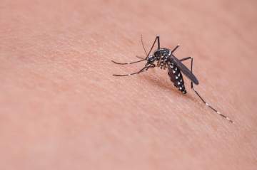 Remède maison contre les piqûres de moustiques