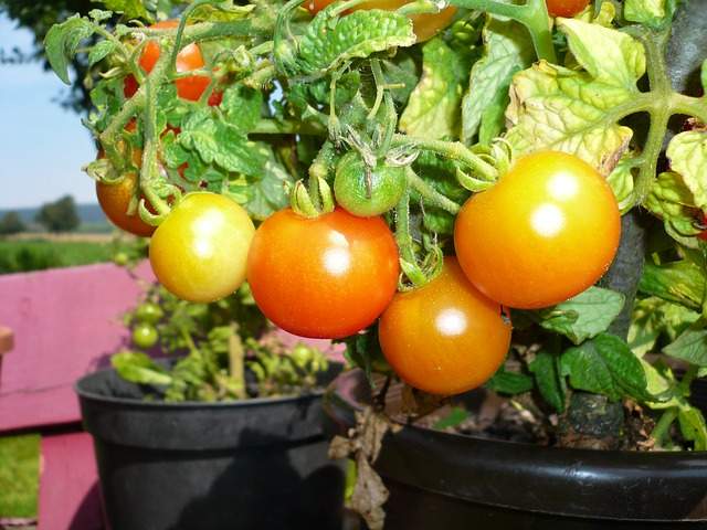 plants de tomates en pots