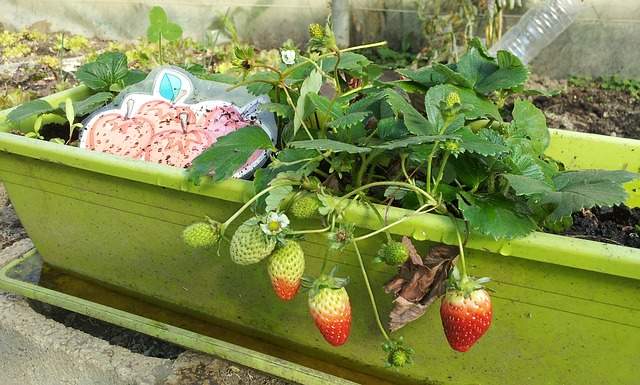 jardinière avec des fraisiers