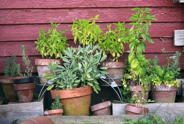 pots d'herbes aromatiques