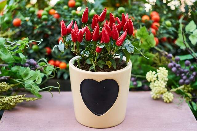 pot de piment oiseau