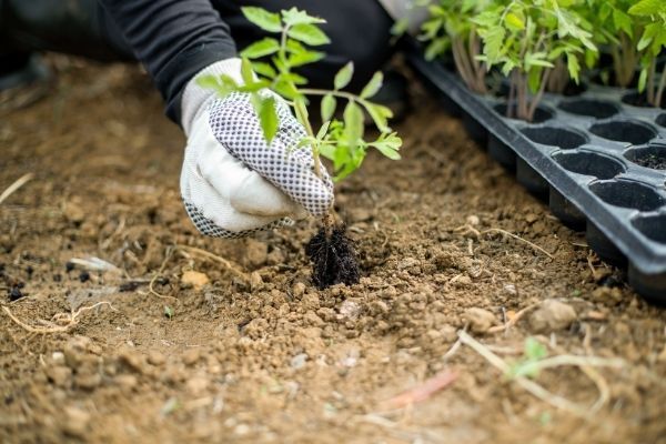 Planter des légumes