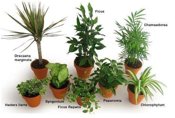 Liste des plantes dÃ©polluantes qui purifient l'air de nos intÃ©rieurs