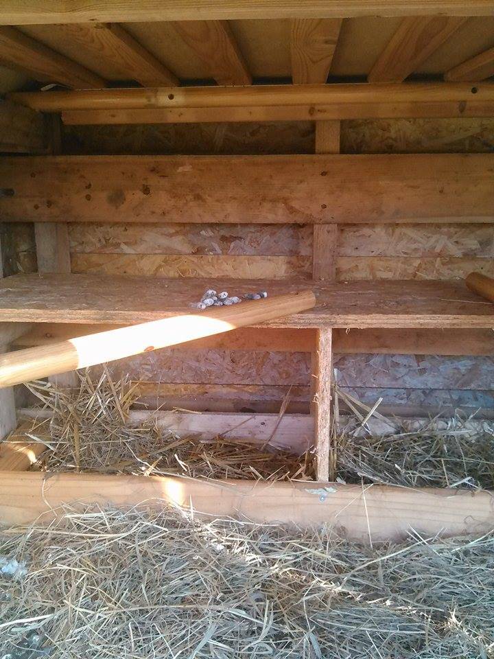 Poulailler cabane en récup