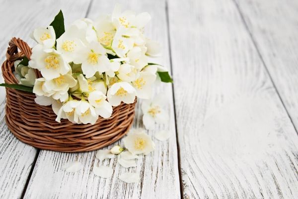Le jasmin