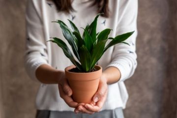 Plantes qui attirent bonheur et énergie positive dans la maison
