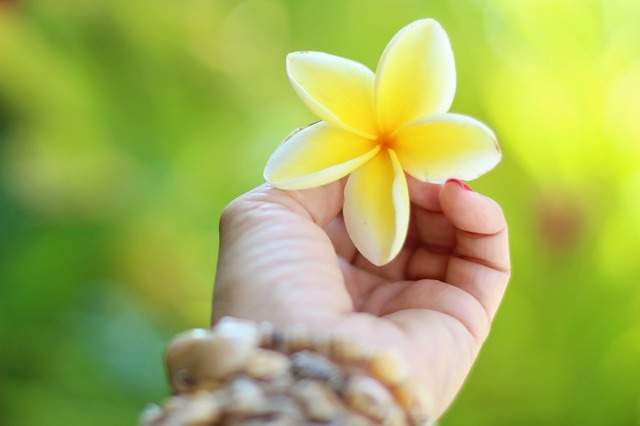 fleur de tiaré utilisée pour préparer l'huile de monoï