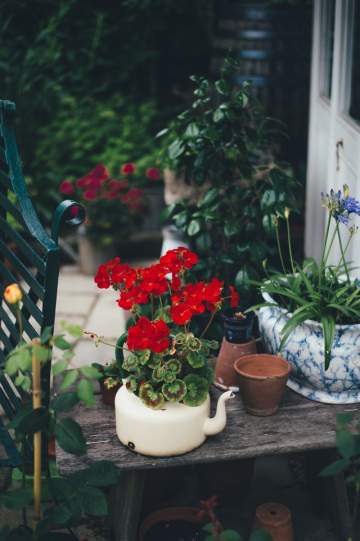 Erreurs commises lors du jardinage en pot
