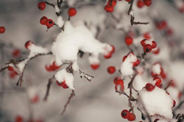 branche de houx de Noel décorées avec de la neige artificielle