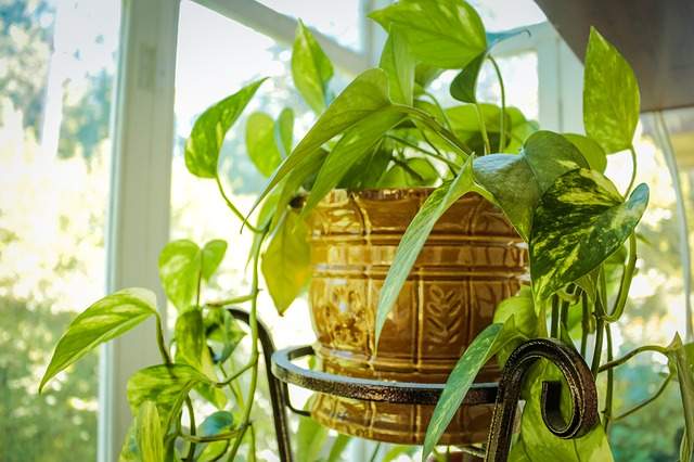 les plantes vertes placées à côté de la fenêtre aident à garder la maison fraiche en été