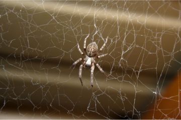 4 bonnes raisons d'arrêter de tuer les araignées