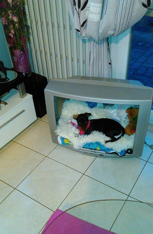 Niche pour chien recyclée