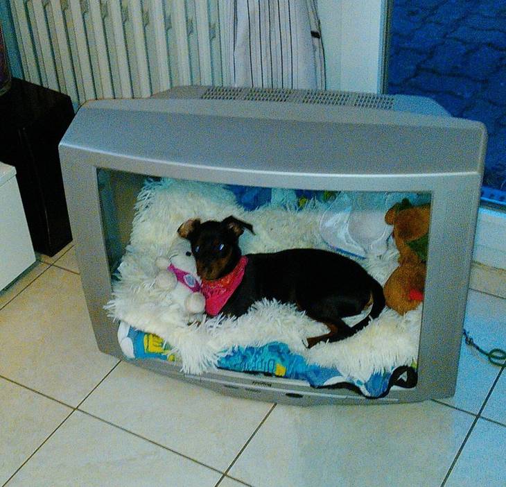 Niche pour chien recyclée