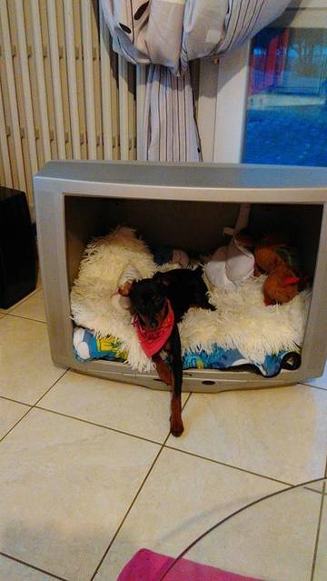 Niche pour chien recyclée