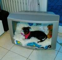 Niche pour chien recyclée