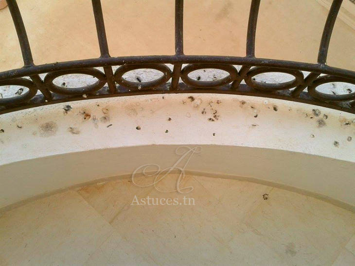 Nettoyer la fiente d'oiseaux