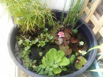 Construction Jardin d'eau