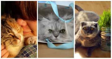 9 mauvaises habitudes de chats adoptées par les humains