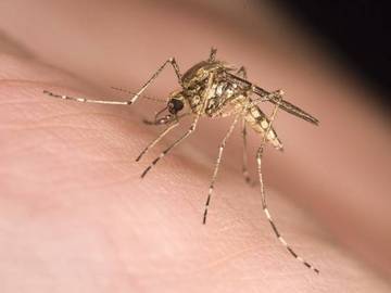 Remède maison contre les piqûres de moustiques