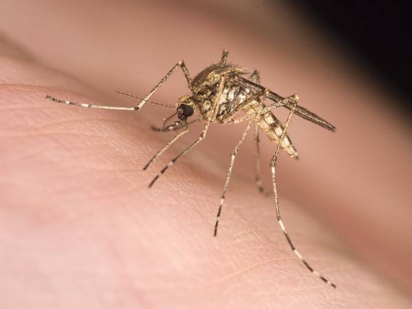 Soin naturel pour apaiser et désenfler les piqûres de moustiques et d'araignées