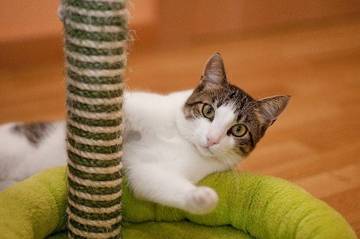 Apprendre à votre chat à faire ses griffes sur son arbre à chat