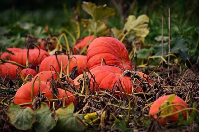 potirons dans un potager