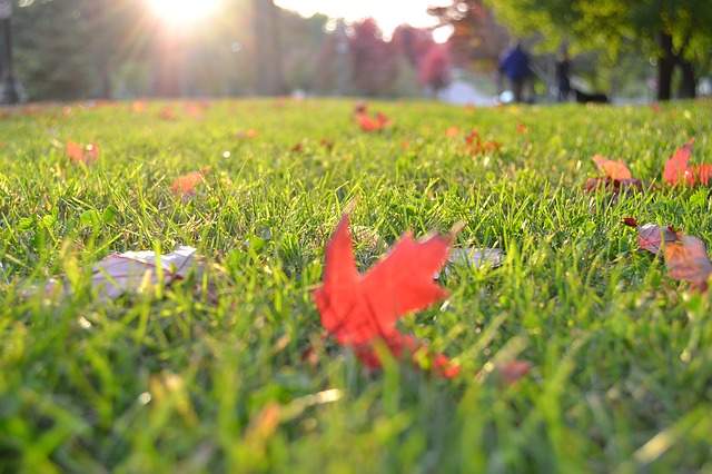 feuilles mortes sur le gazon