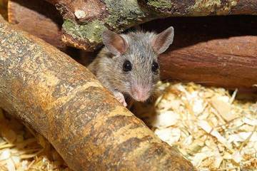 Super piège à souris sans danger pour vos animaux domestiques et sans tuer les souris