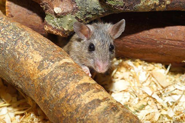 Super piège à souris sans danger pour vos animaux domestiques et