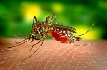 Remèdes maison pour calmer les démangeaisons de piqûre de moustique