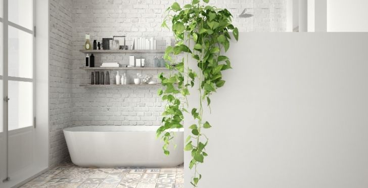 Plantes