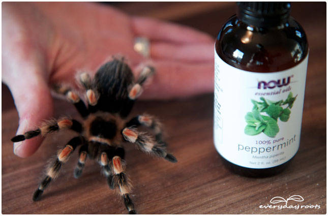 Répulsif anti-araignées aux huiles essentielles