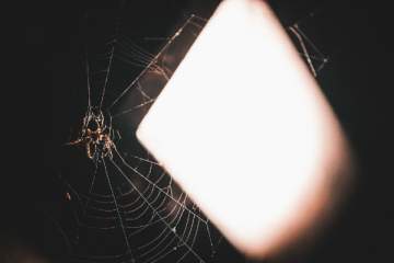 Eloigner les araignées de la maison sans leur faire de mal