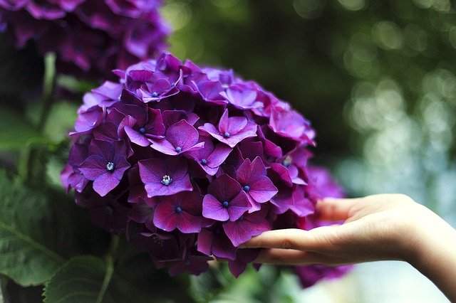 hortensia mauve