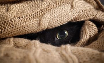 Comment les chats voient-ils le monde ?