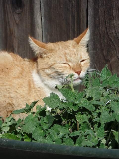 chat qui renifle de l'herbe aux chats